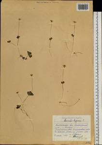 Coptidium lapponicum (L.) Á. Löve & D. Löve, Siberia, Chukotka & Kamchatka (S7) (Russia)