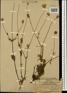Scabiosa bipinnata C. Koch, Caucasus, Azerbaijan (K6) (Azerbaijan)