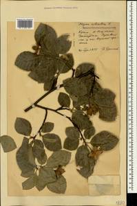 Fagus sylvatica L., Crimea (KRYM) (Russia)