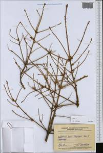 Picea, Eastern Europe, Middle Volga region (E8) (Russia)