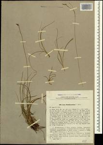 Carex tristis M.Bieb., Caucasus, Abkhazia (K4a) (Abkhazia)