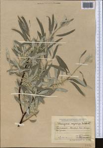 Elaeagnus angustifolia subsp. angustifolia, Middle Asia, Muyunkumy, Balkhash & Betpak-Dala (M9) (Kazakhstan)