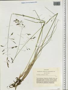 Festuca altaica Trin., Siberia, Altai & Sayany Mountains (S2) (Russia)