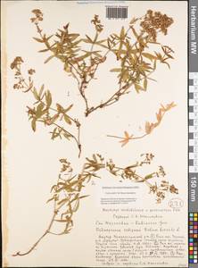 Galium boreale L., Siberia, Yakutia (S5) (Russia)