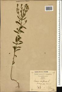 Linum nodiflorum L., Caucasus, Georgia (K4) (Georgia)
