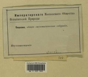 Barbula unguiculata Hedw., Bryophytes, Bryophytes - Moscow City & Moscow Oblast (B6a) (Russia)
