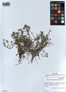 Thymus sibiricus (Serg.) Klokov & Des.-Shost., Siberia, Altai & Sayany Mountains (S2) (Russia)