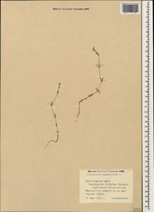 Crucianella angustifolia L., Caucasus, Black Sea Shore (from Novorossiysk to Adler) (K3) (Russia)
