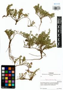 Thymus eravinensis Serg., Siberia, Baikal & Transbaikal region (S4) (Russia)