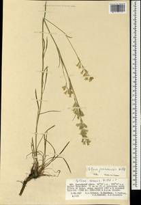 Silene jeniseensis Willd., Mongolia (MONG) (Mongolia)