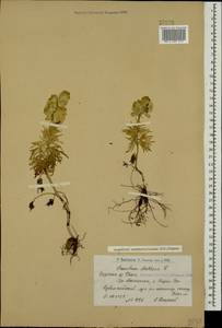 Aconitum confertiflorum (DC.) Gáyer, Caucasus, Armenia (K5) (Armenia)