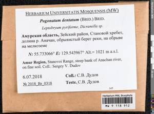 Pogonatum dentatum (Menzies ex Brid.) Brid., Bryophytes, Bryophytes - Russian Far East (excl. Chukotka & Kamchatka) (B20) (Russia)