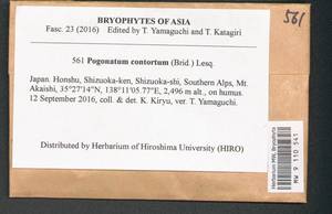 Pogonatum contortum (Menzies ex Brid.) Lesq., Bryophytes, Bryophytes - Asia (outside ex-Soviet states) (BAs) (Japan)