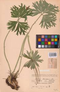 Anemonastrum biarmiense (Juz.) Holub, Eastern Europe (no precise locality) (E0)