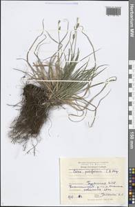 Carex pediformis C.A.Mey., Siberia, Baikal & Transbaikal region (S4) (Russia)