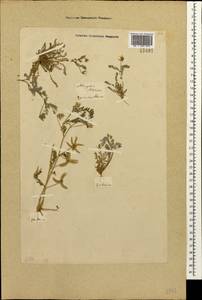 Astragalus asterias Steven, Caucasus, Georgia (K4) (Georgia)