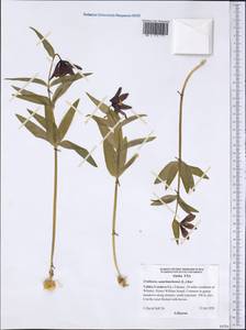 Fritillaria camschatcensis (L.) Ker Gawl., America (AMER) (United States)