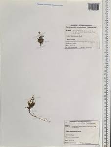 Draba fladnizensis Wulfen, Siberia, Central Siberia (S3) (Russia)