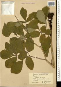 Paeonia daurica subsp. daurica, Crimea (KRYM) (Russia)