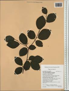 Fagus sylvatica L., Western Europe (EUR) (United Kingdom)