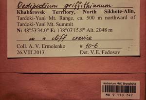 MW 9 110 747, Oedipodium griffithianum (Dicks.) Schwägr., Bryophytes, Bryophytes - Russian Far East (excl. Chukotka & Kamchatka) (B20) (Russia)