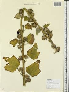 Valeriana rossica P. A. Smirn., Eastern Europe, North-Western region (E2) (Russia)