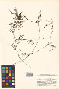 Potamogeton maackianus A.Benn., Siberia, Russian Far East (S6) (Russia)