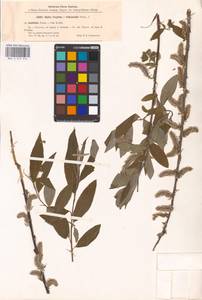 Salix caprea × viminalis, Eastern Europe, North-Western region (E2) (Russia)
