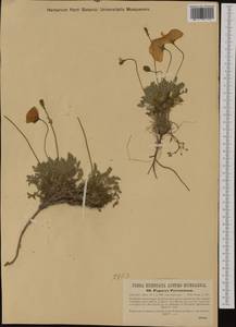 Papaver alpinum subsp. suaveolens (P. Fourn.) O. Bolòs & Vigo, Western Europe (EUR) (Austria)