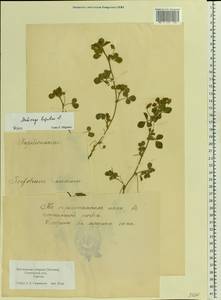 Medicago lupulina L., Eastern Europe, Estonia (E2c) (Estonia)