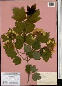 Viburnum opulus L., Eastern Europe, Central region (E4) (Russia)