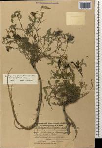 Astragalus laxmannii subsp. viciifolius (S. L. Welsh) D. Podlech, Caucasus, South Ossetia (K4b) (South Ossetia)