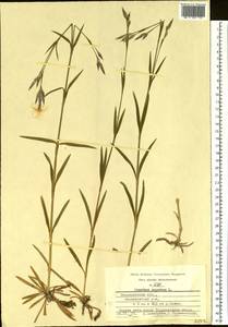 Dianthus superbus L., Eastern Europe, Central region (E4) (Russia)