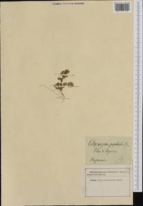 Polycarpon tetraphyllum subsp. polycarpoides (Biv.) Iamonico, Western Europe (EUR)