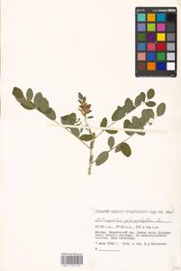 Astragalus glycyphyllos L., Eastern Europe, Moscow region (E4a) (Russia)
