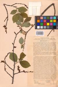 Ulmus glabra Huds., Eastern Europe, North Ukrainian region (E11) (Ukraine)