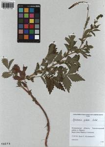 Agrimonia pilosa Ledeb., Siberia, Altai & Sayany Mountains (S2) (Russia)