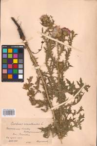 Carduus acanthoides L., Eastern Europe, Central forest-and-steppe region (E6) (Russia)