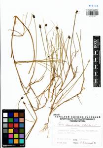 Carex chordorrhiza L.f., Siberia, Baikal & Transbaikal region (S4) (Russia)