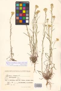 Erysimum diffusum Ehrh., Eastern Europe, Lower Volga region (E9) (Russia)