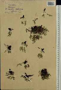 Asplenium ruta-muraria L., Eastern Europe, Middle Volga region (E8) (Russia)