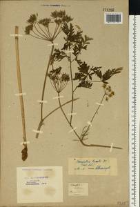 Chaerophyllum prescottii DC., Eastern Europe, Eastern region (E10) (Russia)