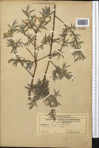 Salix capusii Franch., Middle Asia, Western Tian Shan & Karatau (M3) (Kazakhstan)