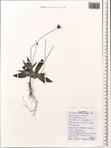 Plantago lanceolata L., Caucasus, Black Sea Shore (from Novorossiysk to Adler) (K3) (Russia)