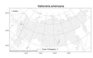 Vallisneria americana Michx., Atlas of the Russian Flora (FLORUS) (Russia)