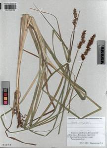 KUZ 002 268, Carex vulpina L., Siberia, Altai & Sayany Mountains (S2) (Russia)