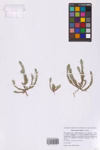 Polycnemum majus A.Braun, Eastern Europe, Moscow region (E4a) (Russia)