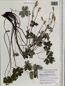 Aquilegia viridiflora Pall., Siberia, Baikal & Transbaikal region (S4) (Russia)