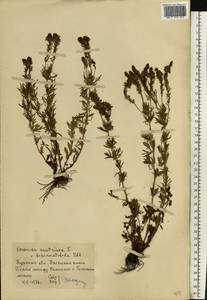 Veronica austriaca subsp. dentata (F. W. Schmidt) Watzl, Eastern Europe, Central forest-and-steppe region (E6) (Russia)
