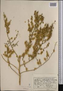 Halothamnus subaphyllus (C. A. Mey.) Botsch., Middle Asia, Syr-Darian deserts & Kyzylkum (M7) (Kazakhstan)